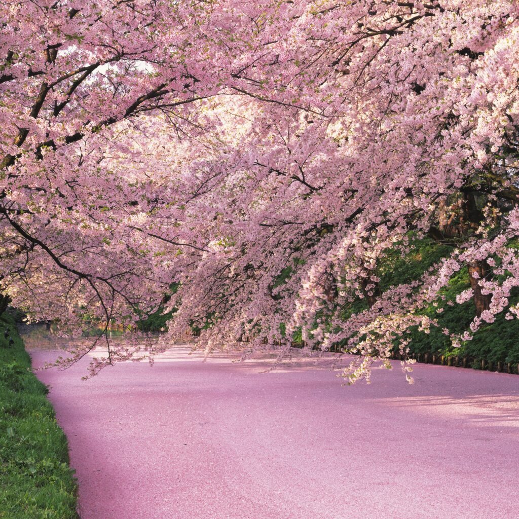 グランドセイコー 花筏モチーフの文字盤イメージ