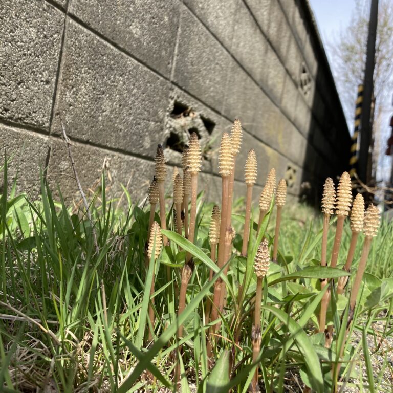 綺麗な青。本当の青。