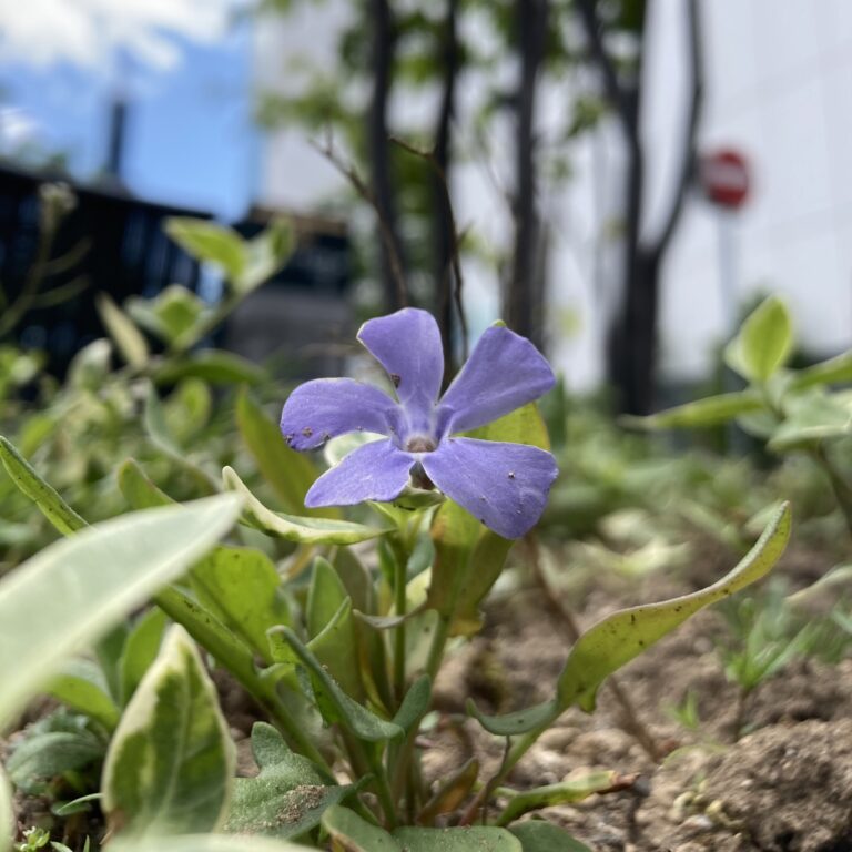 初夏と追い風とブティック限定。