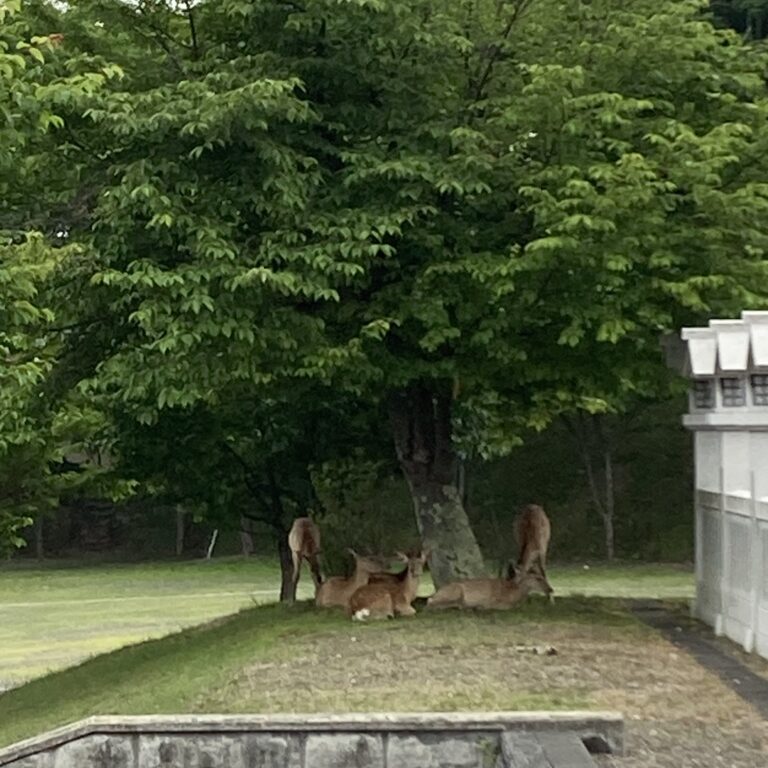 初夏と緑とパワースポット。