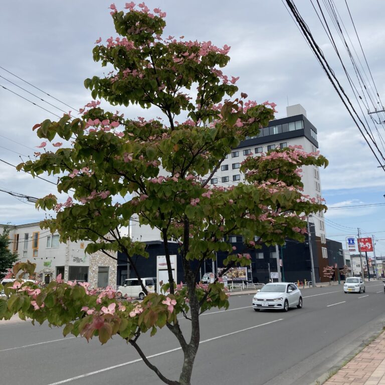 百年続きますように。