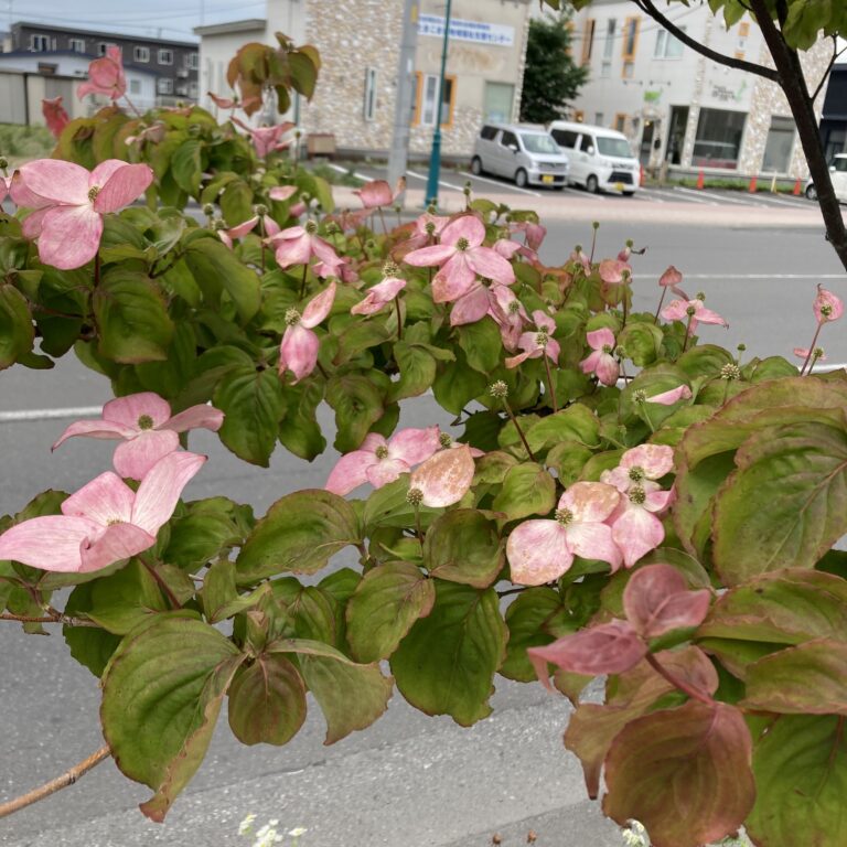 百年続きますように。