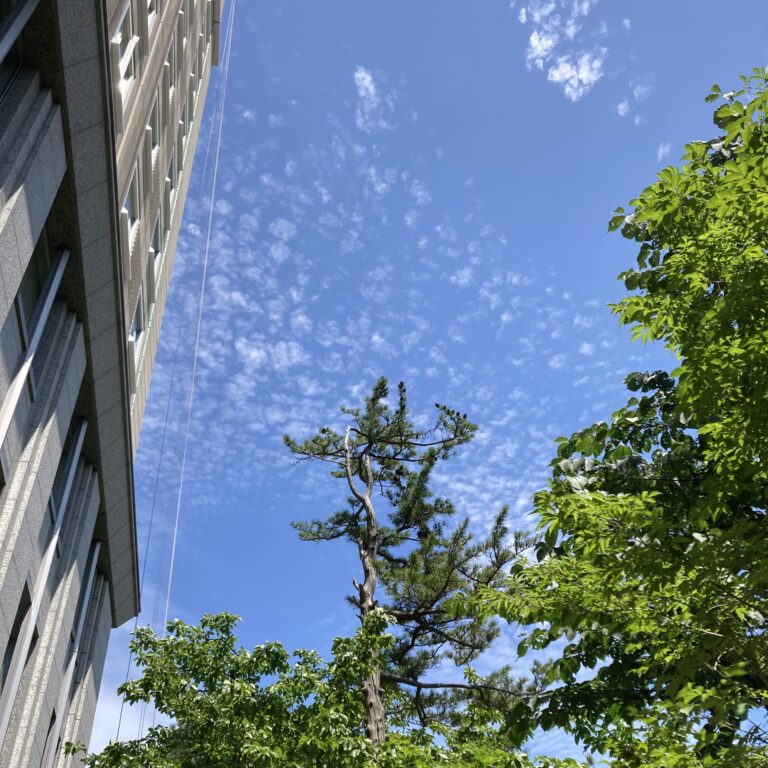 君への想いはカムフラージュすることが出来ない。