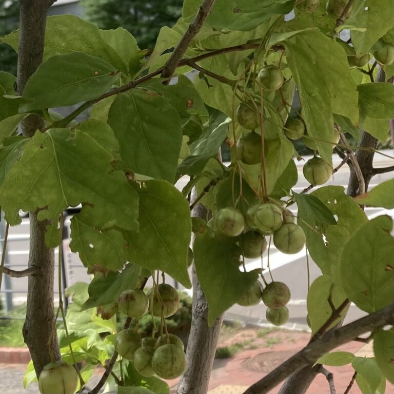 夏と秋の狭間に。