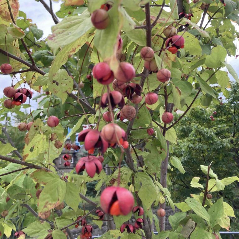 実りの秋とアベンジャーが豊作な件。