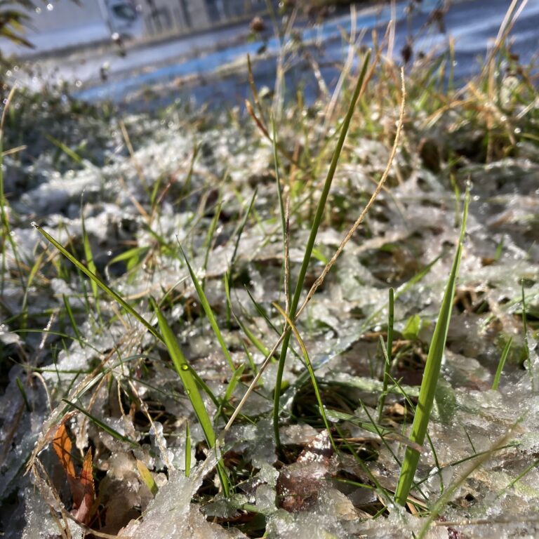 冬の到来とわっしの相棒の話。