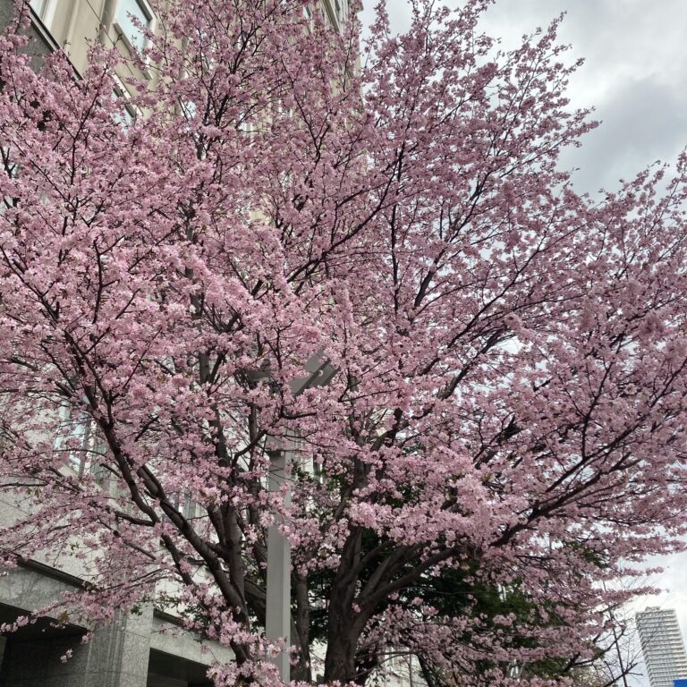 サクラ・サク。